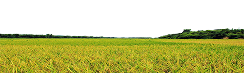 drone scanning agriculture land